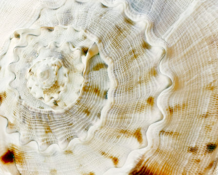 seashell closeup