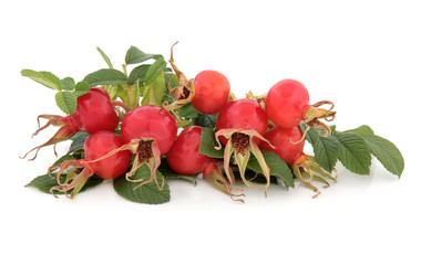 Rose Hip Fruit