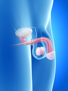 anatomy illustration of the human penis