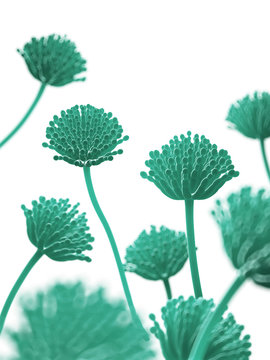 scientific illustration - aspergillus mold