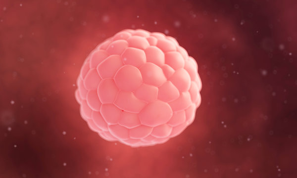 scientific illustration - human blastocyst