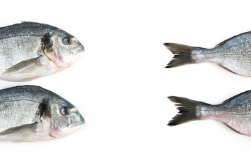 Dorado