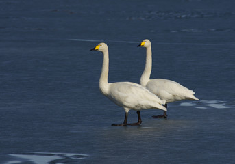 Two swans on the ice