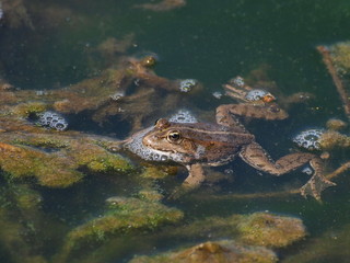 Marsh Frog and frog spawn, Rana ridibunda