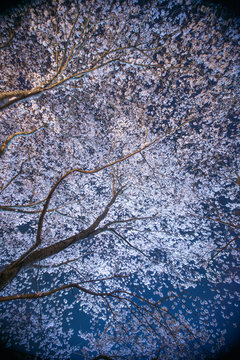 夜桜