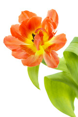 Orange und gelbe Tulpe