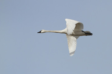 Tundra Swan in Flight