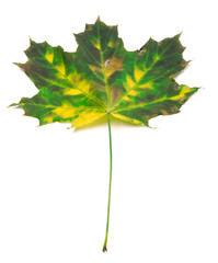 Multicolor maple-leaf