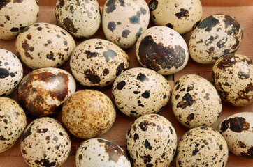 Fototapeta premium quail eggs in tray horizontal