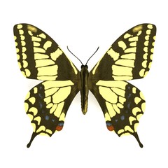 realistic 3d render of butterfly