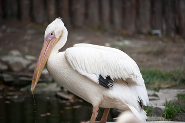 Pelican
