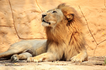Portrait lion