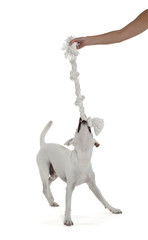 Jack Russell Terrier playing with biting rope by female hand