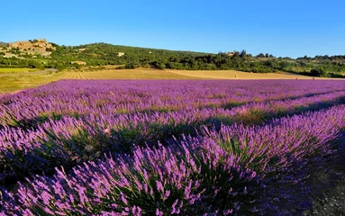 Fototapeten Lavendel in der Provence © Tilio & Paolo