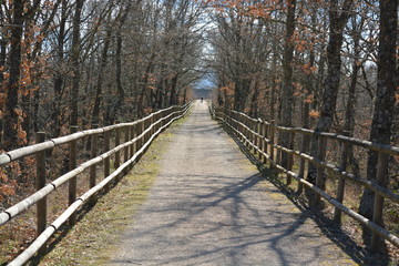 Camino entre los arboles en la via verde del ferrocarril minero