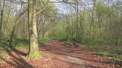 Father and Son running in the forest 