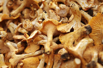 frische Pfifferlinge