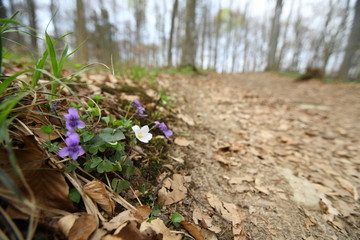 Veilchen am Wegesrand / Schwäb. Alb im  Frühjahr