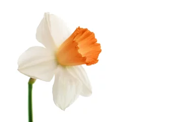 Afwasbaar Fotobehang Narcis daffodil isolated