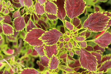 Green and red leaves in the garden