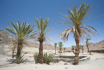 Fototapeta na wymiar Oasis with palm trees in an isolated desert valley