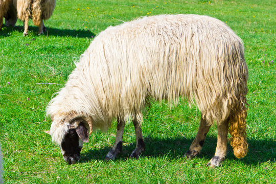 A sheep grazing on field