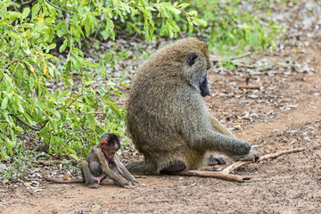 Tansania-Pavian-12237