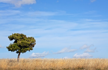 Obraz premium alberello solitario