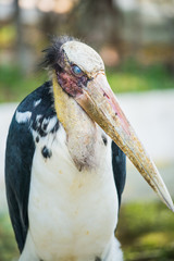 Portrait of Lesser Adjutant
