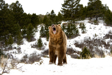 Naklejka premium Grizzly Bear