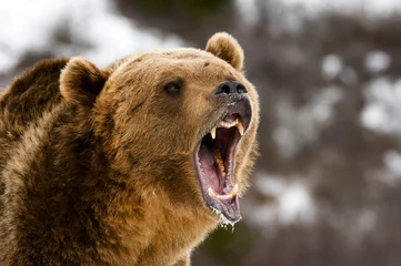 Rolgordijnen Grizzly Bear © seread