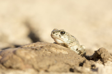 European green toad