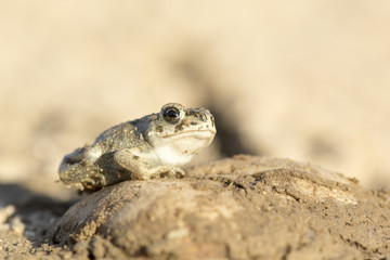 European green toad