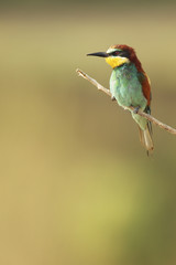 European Bee Eater