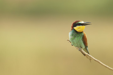 European Bee Eater