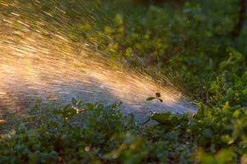 Water sprinkler backlit by the sun