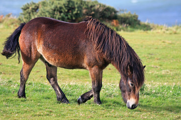 wild pony
