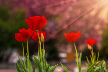 Obraz premium red tulip on color blurred background