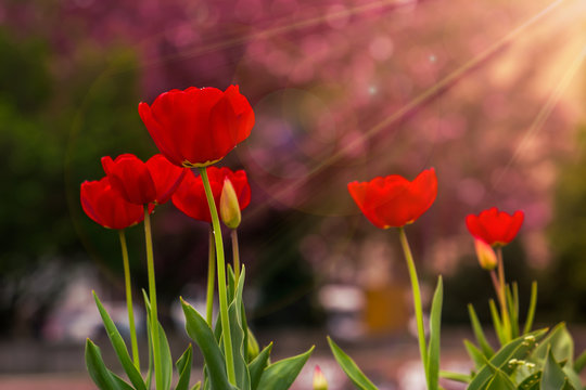 red tulip on color blurred background