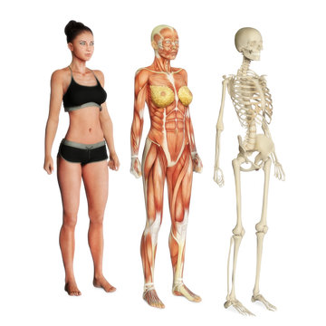 Female illustration of skin, muscle and skeletal systems