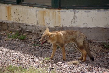 Renard en Patagonie