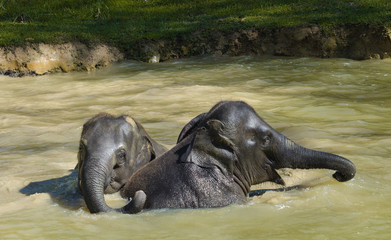 Elephants bathing - portrait and profile