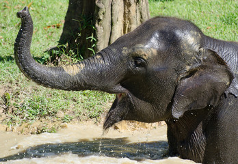 Fototapeta premium Elephant bathing close-up