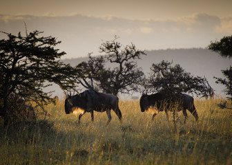 Wildebeest at sunrise