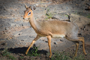 Dik-dik on the run