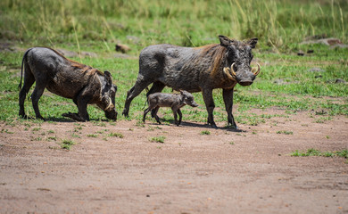Wild boar