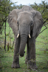 Obraz premium Ambling elephant