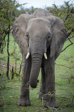Ambling elephant