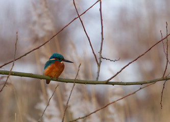 Kingfisher bird