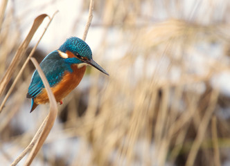 Blue kingfisher